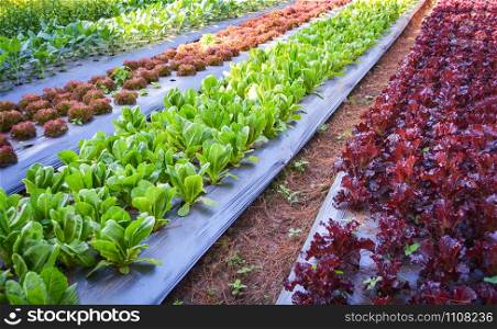 Green vegetable garden field planting chinese kale green and red oak lettuce salad in organic plantation farm