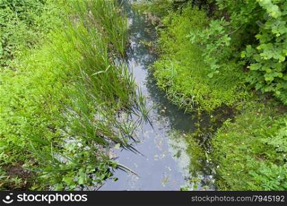 green vegetation growing in a cloudy creek