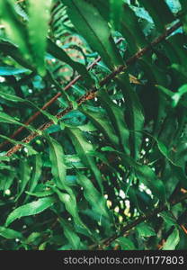 Green vegetation in a tropical garden