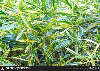 Green vegetative background (reed canary grass - Phalaris arundinacea)