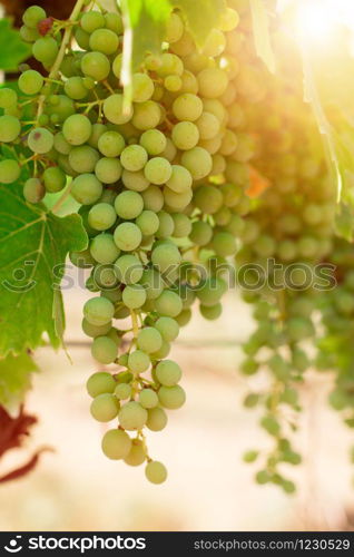 Green vine grapes on a farm, evening sun, Tuscany
