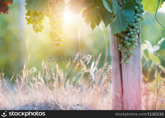 Green vine grapes on a farm, evening sun, Tuscany