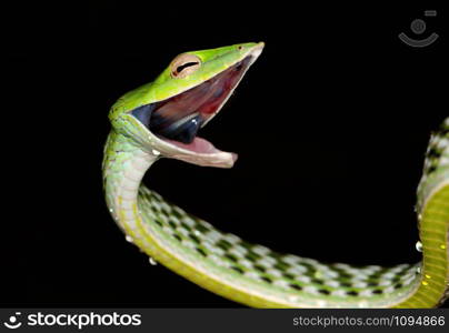 Green Vine Snake, Ahaetulla nasuta Agumbe, Karnataka, India