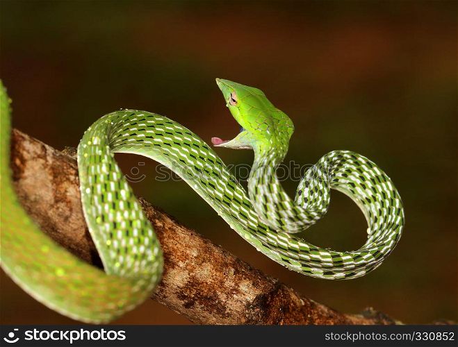 Green Vine Snake, Ahaetulla nasuta Agumbe, Karnataka, India. Green Vine Snake, Ahaetulla nasuta Agumbe, Karnataka, India.