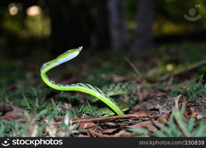 Green Vine Snake, Ahetulla nasuta, Satara, Maharashtra, India. Green Vine Snake, Ahetulla nasuta, Satara, Maharashtra, India.