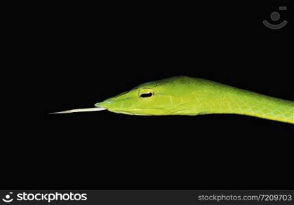 Green Vine Snake from Amboli, MAharashtra, India