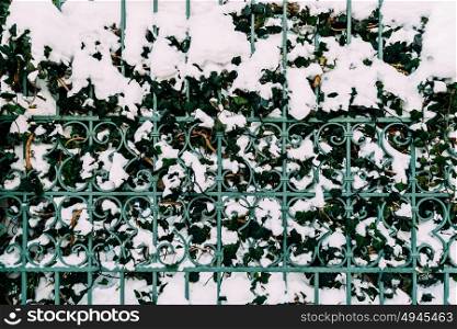 Green Vines Growing Through Steel Fence Covered In Winter Snow