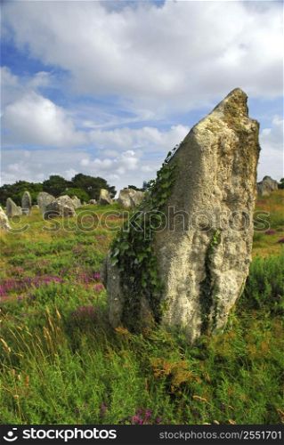 Green vines on prehistoric megalithic monuments menhirs in Carnac area in Brittany, France