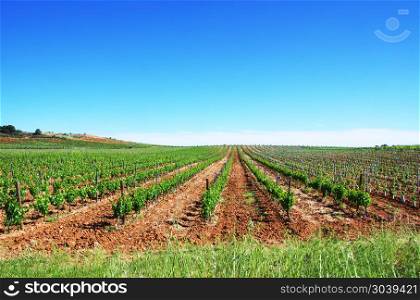 green vineyard at alentejo field