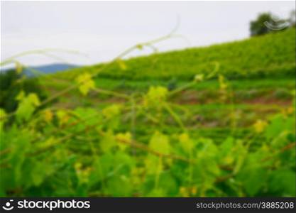 Green vineyard defocused for background, horizontal image