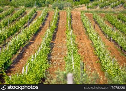 Green vineyard on red dirt view