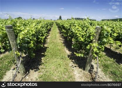Green Vineyards field. Blue sky and sunlight