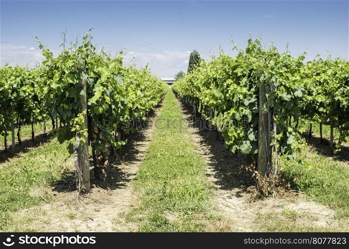Green Vineyards field. Blue sky and sunlight
