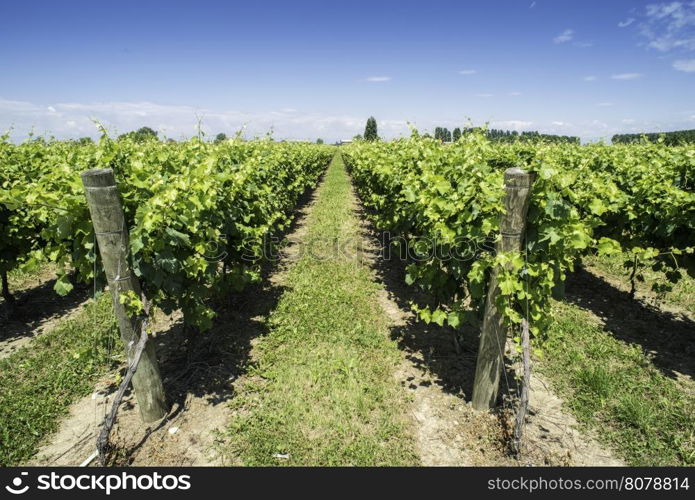 Green Vineyards field. Blue sky and sunlight