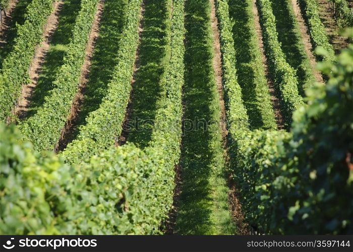 Green vineyards hills