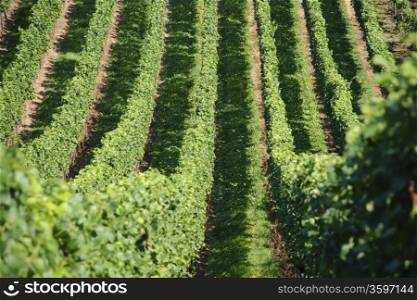 Green vineyards hills