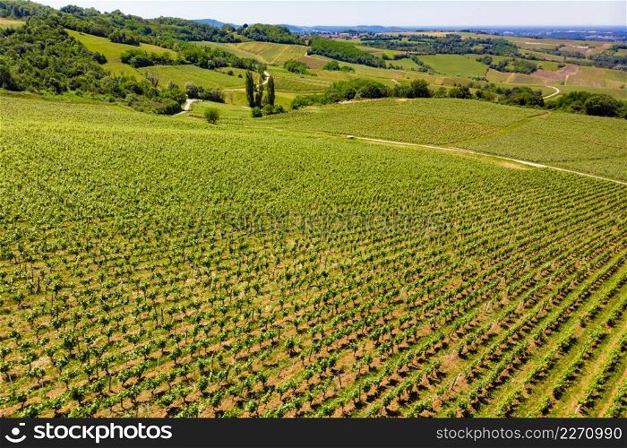 Green vineyards on hills. Pupillin commune, Jura wine region, Bourgogne-Franche-Comte in eastern France.. Vineyards on hills, Jura region France.