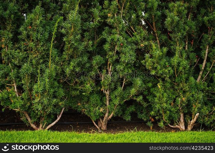 Green wall made of evergreen bushes. Closeup