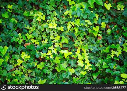 Green wall of Ivy leaves at sunny day