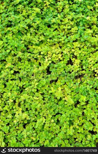 Green wall of leaves, nature background, texture