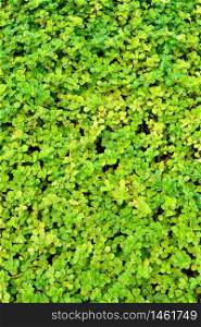 Green wall of leaves, nature background, texture