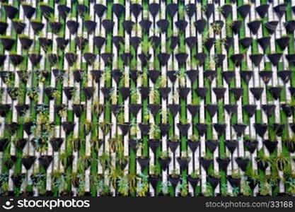 Green wall of plants in Ljubljana, green capital of Europe 2016, Slovenia