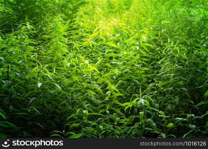 Green wall of plants with a nice light glow effect