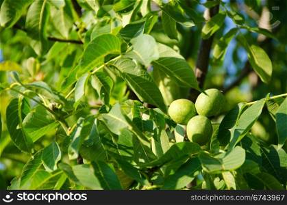 Green walnut fruits on tree. Green fruits on walnut tree, Juglans regia