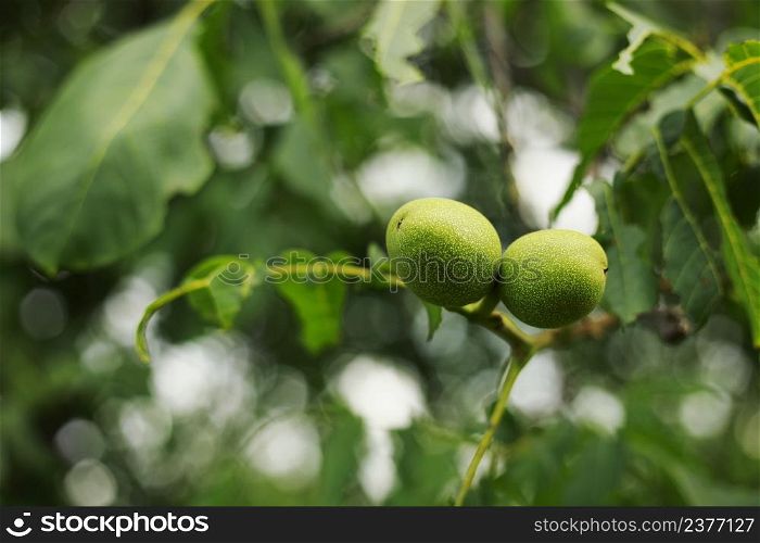 Green walnut yaoung fruits ripening on the tree with leaves, natural agricultural background.. Green walnut yaoung fruits ripening on the tree with leaves, natural agricultural background
