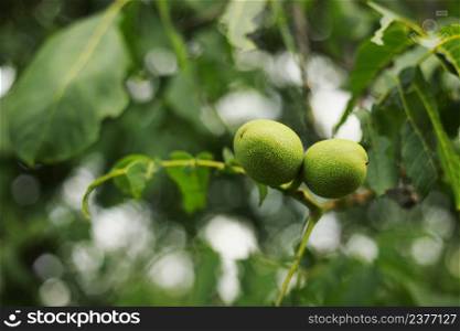 Green walnut yaoung fruits ripening on the tree with leaves, natural agricultural background.. Green walnut yaoung fruits ripening on the tree with leaves, natural agricultural background