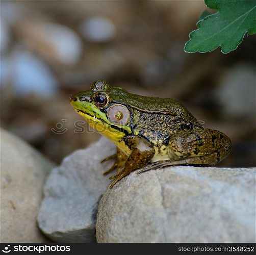 Green Water Frog Sitting On The Rocks
