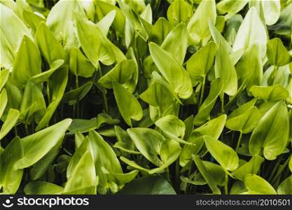 green water hyacinth background