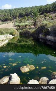 Green water in Ein Ivka spring, Israel