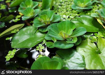 Green water lily leaves in a summer pond