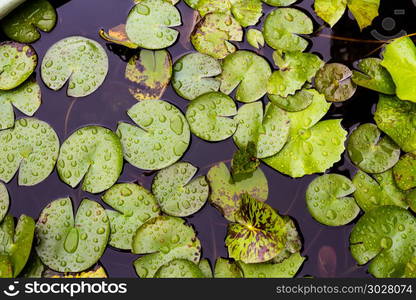 Green water lily pads after rain.. Water lily pads or Nymphaeaceae in water after rain with droplets.