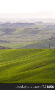 green waves.  magical typical Tuscan landscape - a view of a hill and green fields at sunny day. province of Siena. Tuscany, Italy 