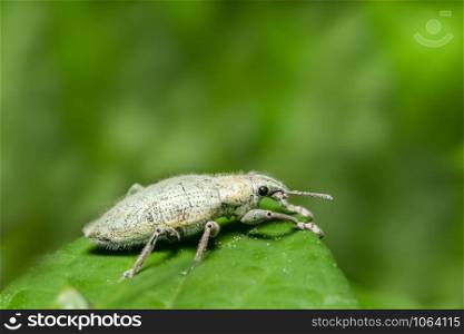 Green weevil