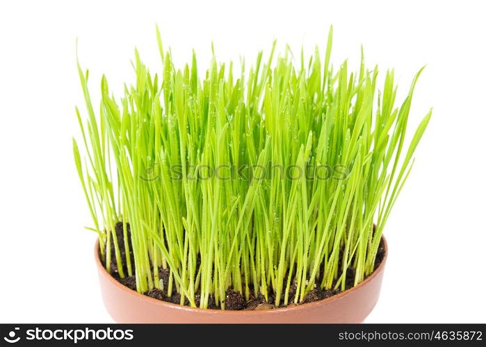 Green wet grass with water drops in the plant pot isolated on white background