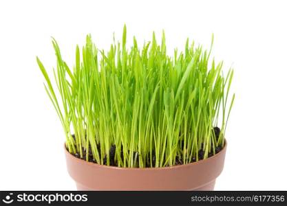 Green wet grass with water drops in the plant pot isolated on white background