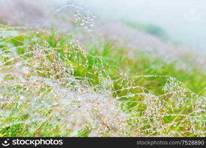 Green wet grass with water drops, macro shot