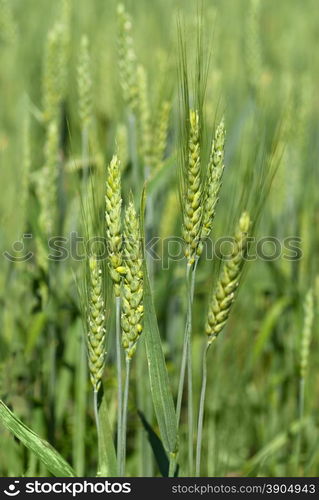 green wheat