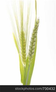 Green wheat and barley bouquet border, isolated on white background. Wheat