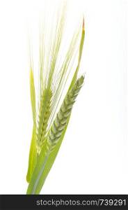 Green wheat and barley bouquet border, isolated on white background. Wheat
