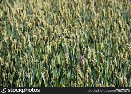 Green wheat and flowers on the field
