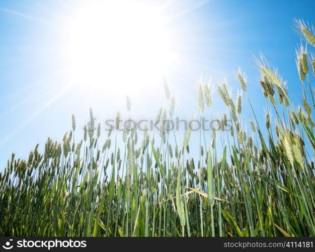 Green wheat and sun