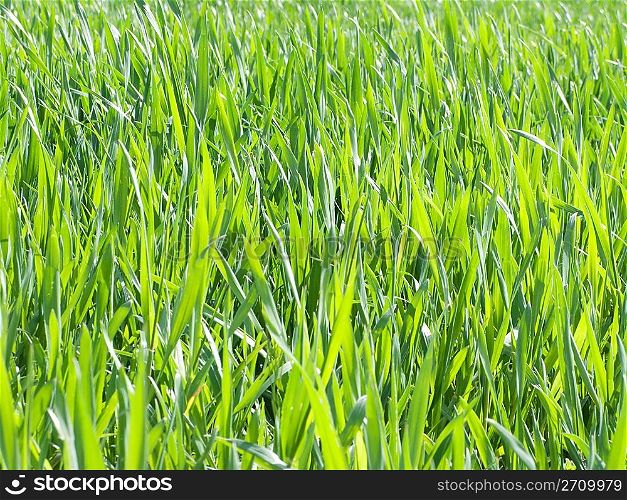 Green wheat background