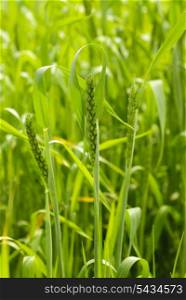 Green wheat background. Close up three ears