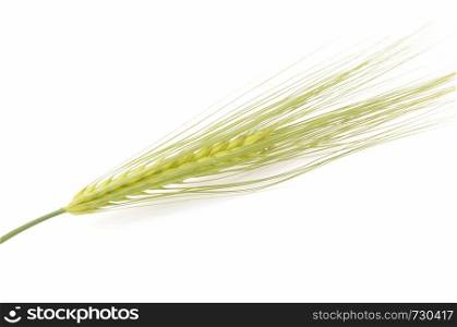 Green Wheat bouquet border, isolated on white background. Wheat