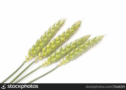 Green Wheat bouquet border, isolated on white background. Wheat