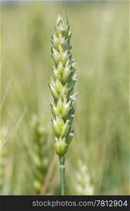 green wheat ear on the green background